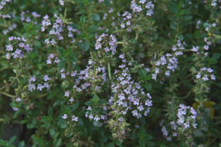 Thymus  citriodorusCitroentijm bestellen